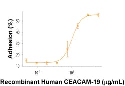 R&D Systems&trade;&nbsp;Recombinant Human CEACAM-19 Fc Chimera Protein