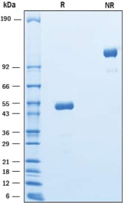 R&D Systems&trade;&nbsp;Recombinant Human CEACAM-3/CD66d Fc Chimera Protein