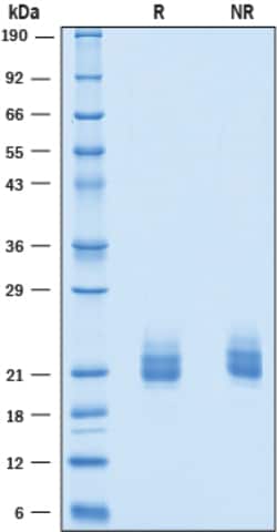 R&D Systems&trade;&nbsp;Recombinant Human CEACAM-3/CD66d His-tag Protein