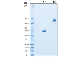 R D Systems Recombinant Human CLEC2L Fc Chimera Protein 50 μg | Buy Online | R&D Systems™ | Fisher Scientific
