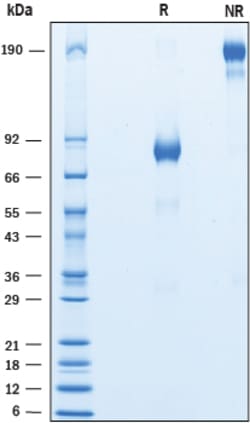 R D Systems Recombinant Mouse CLF-1/CLC Complex Protein 50 &mu;g | Buy Online | R&amp;D Systems&trade; | Fisher Scientific
