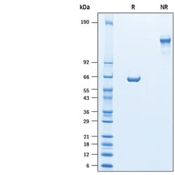 R&D Systems&trade;&nbsp;Recombinant Mouse CMG-2/ANTXR2 Fc Chimera Protein