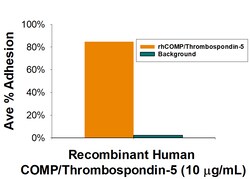 R D Systems Recombinant Human COMP His-tag Protein, CF 50 &mu;g | Buy Online | R&amp;D Systems&trade; | Fisher Scientific