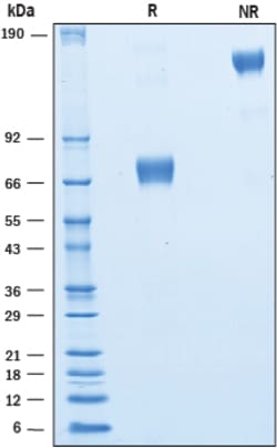 R&D Systems™ Recombinant Human CRACC/SLAMF7 Fc Chimera Protein
