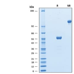 R&D Systems&trade;&nbsp;Recombinant Human CTLA-4 Fc Chimera Avi-tag Protein