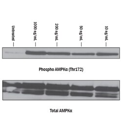 R D Systems Recombinant Human CTRP3/C1qTNF3/CORS26 Protein Lyophilized from a 0.2&mu;m filtered solution in PBS. | Buy Online | R&amp;D Systems&trade; | Fisher Scientific