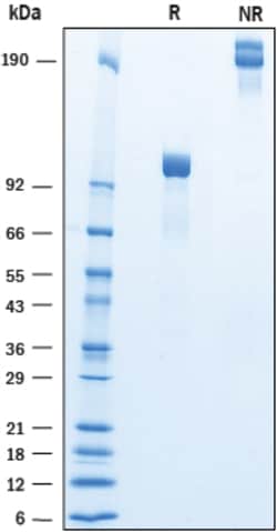 R D Systems Recombinant Human Cadherin-9 Fc Chimera Protein 50 &mu;g | Buy Online | R&amp;D Systems&trade; | Fisher Scientific