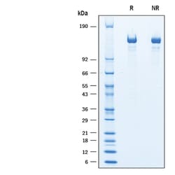 R&D Systems&trade;&nbsp;Recombinant Mouse Caspr2 His-tag Protein