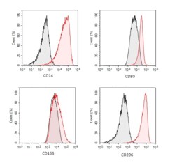 R D Systems CellXVivo Human M1 Macrophage Differentiation Kit 1 Kit:Cell