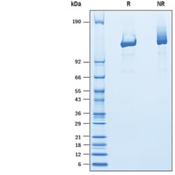 R&D Systems&trade;&nbsp;Recombinant F. tularensis Cpf1 Protein