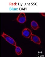 Novus Biologicals™ DAPI Solution