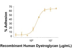 R&D Systems&trade;&nbsp;Recombinant Human Dystroglycan Fc Chimera Protein