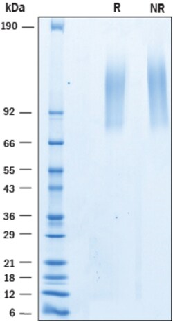 R&D Systems&trade;&nbsp;Recombinant Human ELFN1 His-tag Protein