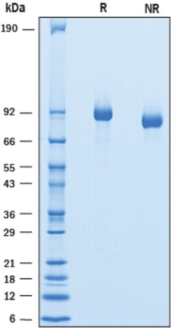 R&D Systems&trade;&nbsp;Recombinant Mouse Endorepellin His-tag Protein