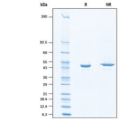 R&D Systems&trade;&nbsp;Recombinant Human Enolase 2 His-tag Protein