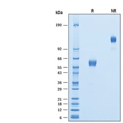 R&D Systems&trade;&nbsp;Recombinant Human Frizzled-8 Fc Biotinylated Protein