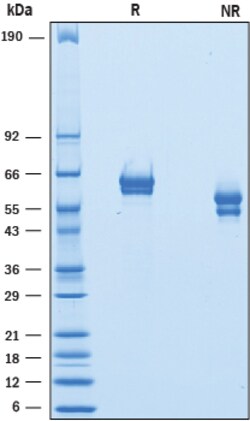 R&D Systems&trade;&nbsp;Recombinant Mouse GFR alpha-1 His-tag Protein
