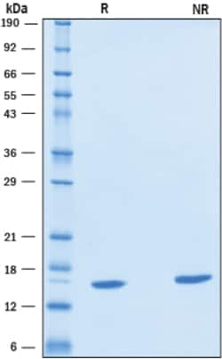 R&D Systems&trade;&nbsp;Recombinant Human Galectin-3C Protein