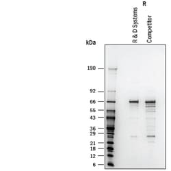 R&D Systems&trade;&nbsp;Recombinant Human Glutaminase His-tag Protein