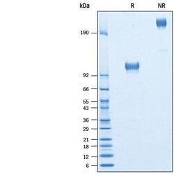 R D Systems Recombinant Human ICAM-1/CD54 Fc Chimera Avi-tag Protein 50 &mu;g | Buy Online | R&amp;D Systems&trade; | Fisher Scientific