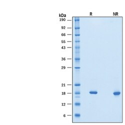 R&D Systems&trade;&nbsp;Recombinant Mouse IFNAA Protein