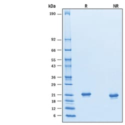 R&D Systems&trade;&nbsp;Recombinant Mouse IFN-alpha 6/IFNA6 Protein
