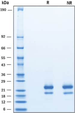 R&D Systems™ Recombinant Human IFN-gamma (HEK293-expressed) Protein