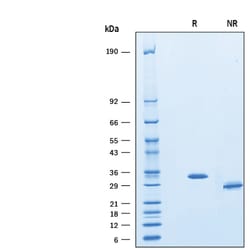 R D Systems Recombinant Human IGFBP-rp1/IGFBP-7 Protein 50 &mu;g | Buy Online | R&amp;D Systems&trade; | Fisher Scientific