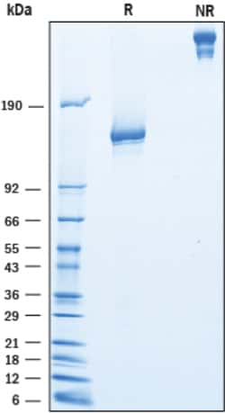 R&D Systems&trade;&nbsp;Recombinant Mouse IGSF2/CD101 Fc Chimera Protein, CF