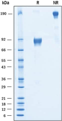 R&D Systems&trade;&nbsp;Recombinant Human IGSF4C/SynCAM4 Fc Chimera Protein