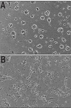 R D Systems Recombinant Human IGSF4C/SynCAM4 Fc Chimera Protein 50 &mu;g | Buy Online | R&amp;D Systems&trade; | Fisher Scientific
