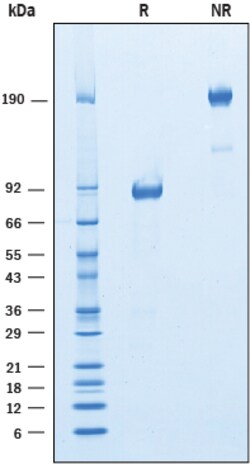 R D Systems Recombinant Mouse IGSF4C/SynCAM4 Fc Chimera Protein 50 &mu;g | Buy Online | R&amp;D Systems&trade; | Fisher Scientific