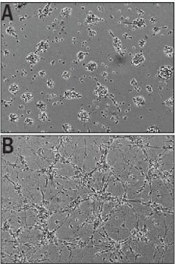 R&D Systems&trade;&nbsp;Recombinant Mouse IGSF4C/SynCAM4 Fc Chimera Protein