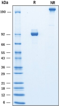 R D Systems Recombinant Human IGSF8/CD316 Fc Chimera Protein 50 &mu;g | Buy Online | R&amp;D Systems&trade; | Fisher Scientific