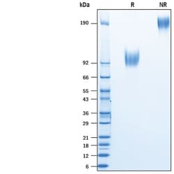 R&D Systems&trade;&nbsp;Recombinant Human IL-13 R alpha 1 Fc Avi-tag Protein