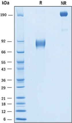 R D Systems Recombinant Human IL1RAPL1 Protein 50 &mu;g | Buy Online | R&amp;D Systems&trade; | Fisher Scientific