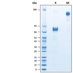 R D Systems Recombinant Human IL-4R alpha Fc Chimera Avi-tag Protein 50 &mu;g | Buy Online | R&amp;D Systems&trade; | Fisher Scientific