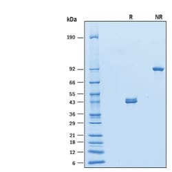 R D Systems Recombinant Human ILDR1 Fc Chimera Protein 50 &mu;g | Buy Online | R&amp;D Systems&trade; | Fisher Scientific