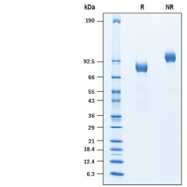 R D Systems Human ITIH1 Histag Protein 50