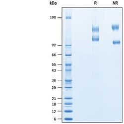 R D Systems Recombinant Cynomolgus Integrin alpha V beta 3 Protein 50 &mu;g | Buy Online | R&amp;D Systems&trade; | Fisher Scientific