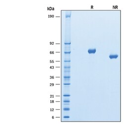 R&D Systems&trade;&nbsp;Recombinant Human Kirrel1/NEPH1 His-tag Protein