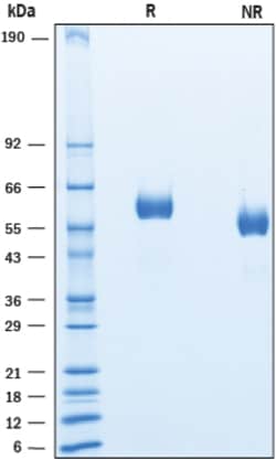 R&D Systems&trade;&nbsp;Recombinant Human LAG-3 His-tag Protein