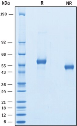 R&D Systems&trade;&nbsp;Recombinant Cynomolgus LAG-3 His-tag Protein