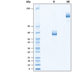 R D Systems Recombinant Human LILRB4/CD85k/ILT3 Fc Chimera Protein 50 &mu;g | Buy Online | R&amp;D Systems&trade; | Fisher Scientific