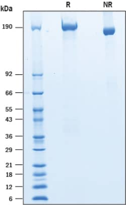 R&D Systems&trade;&nbsp;Recombinant Mouse LRP-4 His-tag Protein