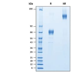 R&D Systems&trade;&nbsp;Recombinant Human LRRC52 Fc Chimera Protein
