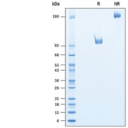 R&D Systems&trade;&nbsp;Recombinant Human LRRTM1 Fc Chimera Protein