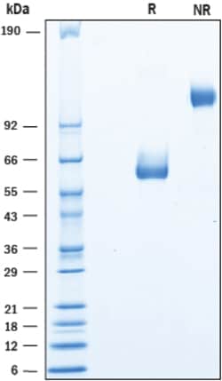 R D Systems Recombinant Human LYPD6 Fc Chimera Protein 50 &mu;g | Buy Online | R&amp;D Systems&trade; | Fisher Scientific
