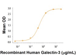 R D Systems Recombinant Human MCAM/CD146 Fc Chimera Protein 50 &mu;g | Buy Online | R&amp;D Systems&trade; | Fisher Scientific