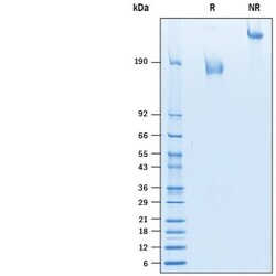 R D Systems Recombinant Human MUC-1 Fc Chimera Protein 50 &mu;g | Buy Online | R&amp;D Systems&trade; | Fisher Scientific